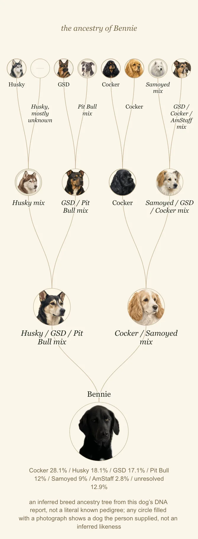 Bennie's ancestry drawn as three generations of circular portraits on cream paper: eight great-grandparents across the top, four grandparents below them, two parents, and Bennie's own ring at the foot with his name written above it and a photograph of him inside it — a black dog with a white chest blaze, the only photograph on the chart. On one side sit the two huskies with a German shepherd and a pit bull; on the other both cocker spaniels, a samoyed, and one ancestor named for three breeds at once. One ring holds no picture, a great-grandparent on the husky side. The report's percentages are printed as a single line underneath.